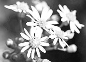 手机号轰炸免费软件